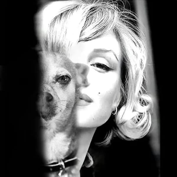 Black and white image of Marilyn Monroe's face merged with a dog's face.