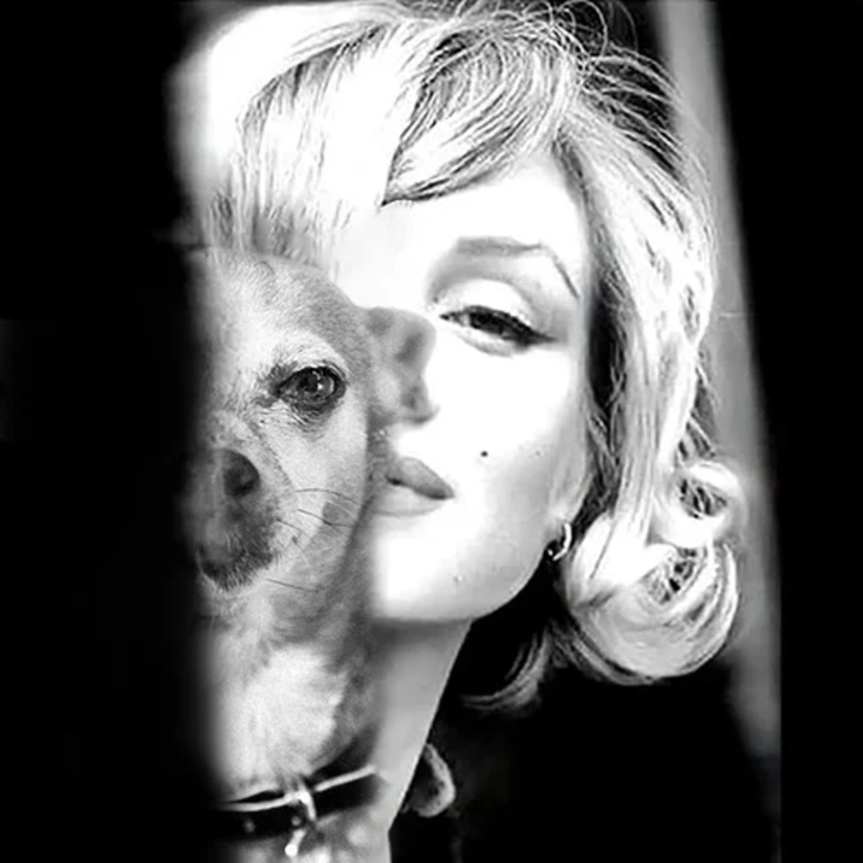 Black and white image of Marilyn Monroe's face merged with a dog's face.