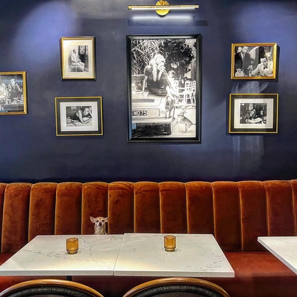 A small dog peeks over a white marble table in a restaurant with a dark blue wall and framed photos.