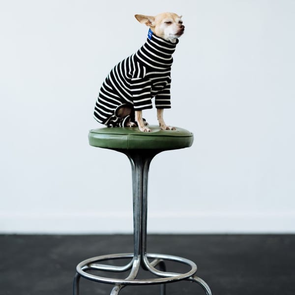 A small dog in a striped sweater sits atop a green bar stool at Kiki's Coffee & Spirits.