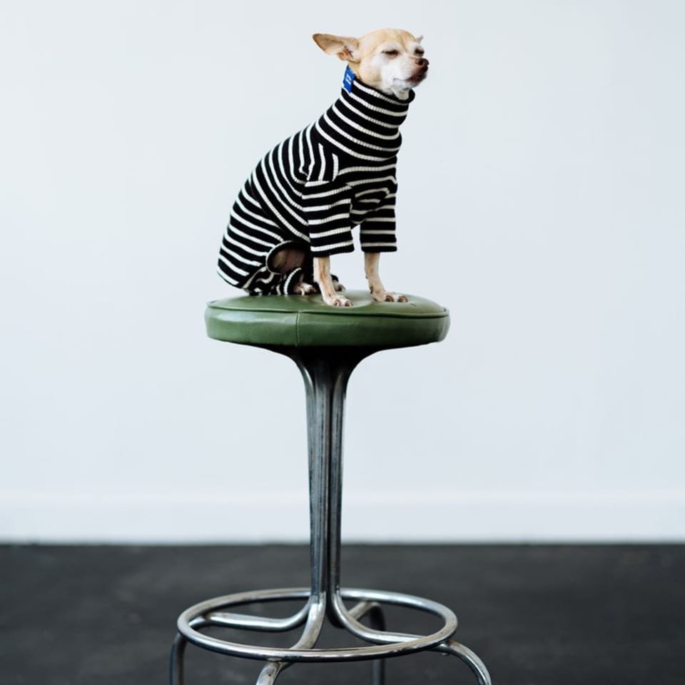 A small dog in a striped sweater sits atop a green bar stool at Kiki's Coffee & Spirits.