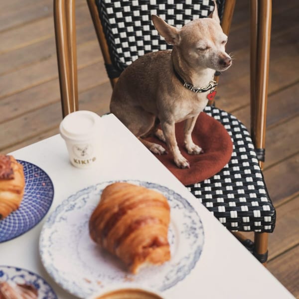 A small dog sits on a chair at Kiki's Coffee & Spirits, next to croissants and coffee.